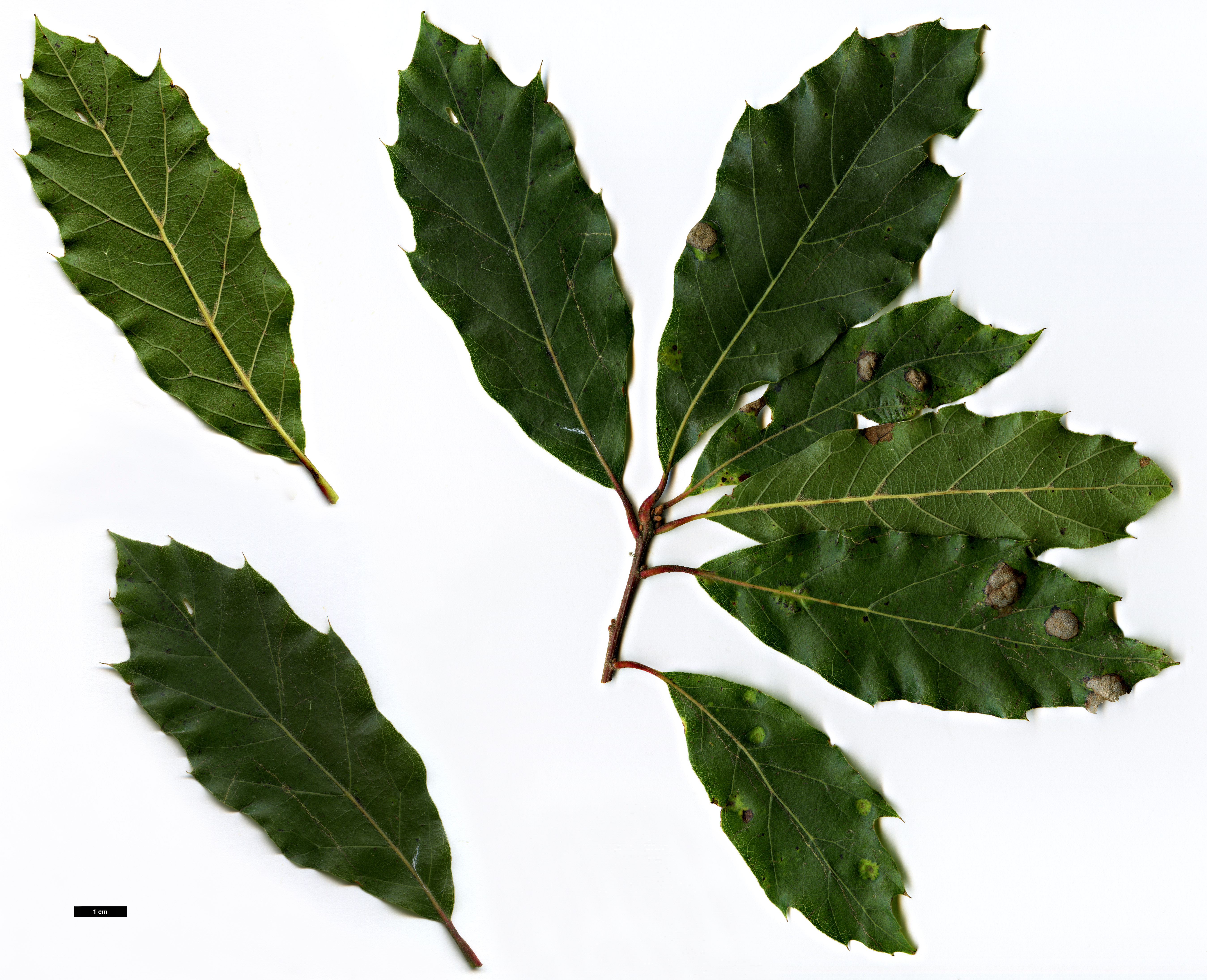 High resolution image: Family: Fagaceae - Genus: Quercus - Taxon: acutifolia